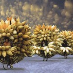 11390378_999749343368840_6654454338836732161_n