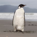 HAPPY FEET TORNA A CASA HAPPY FEET TORNA A CASA